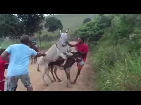 mulheres transando com jumentos